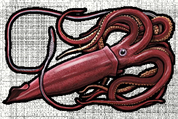 Kraken рабочая ссылка onion