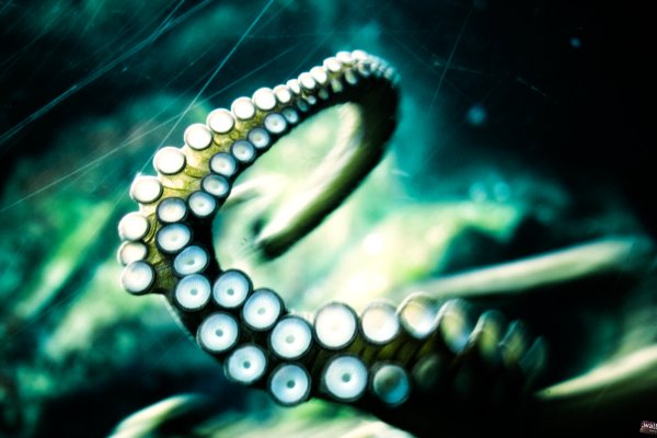 Kraken at сайт