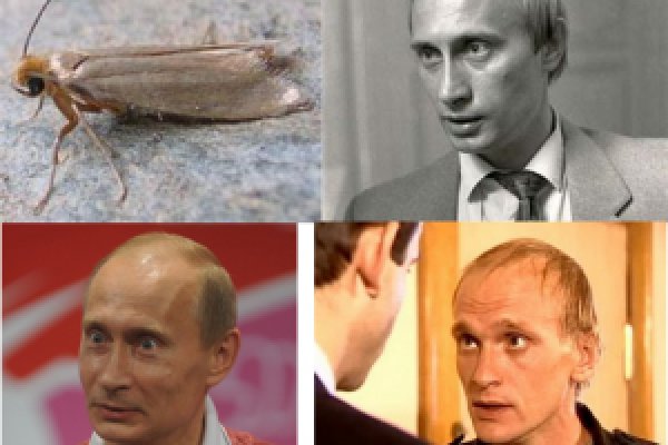 Кракен ссылка официальная в тор