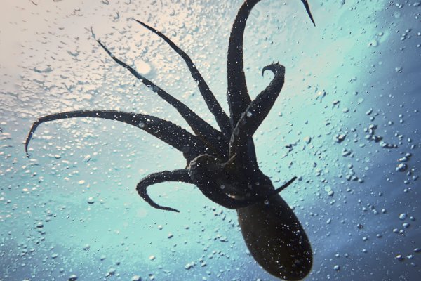 Kraken 22 аt