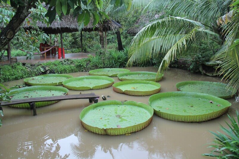 Khu du lịch sinh thái gần Sài Gòn cồn ấu