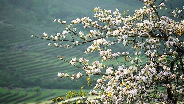 Tháng 3 nên du lịch ở đâu? Điện Biên