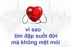 Vì sao tim đập suốt đời mà không mệt mỏi? Cách giữ trái tim luôn khỏe