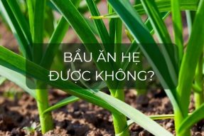 Tìm hiểu bầu ăn hẹ được không? Một số món ngon từ lá hẹ