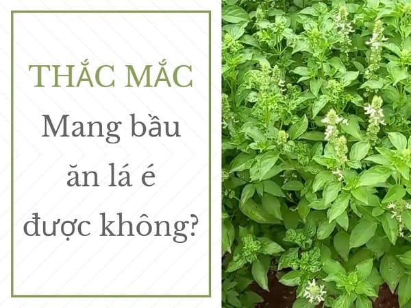 Thai Phụ Nên Biết Khi Mang Bầu Ăn Lá É Được Không?