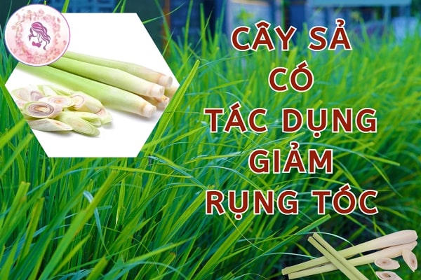 Gội bằng sả để chữa rụng tóc