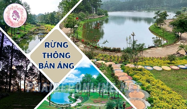 Rừng thông Bản Áng